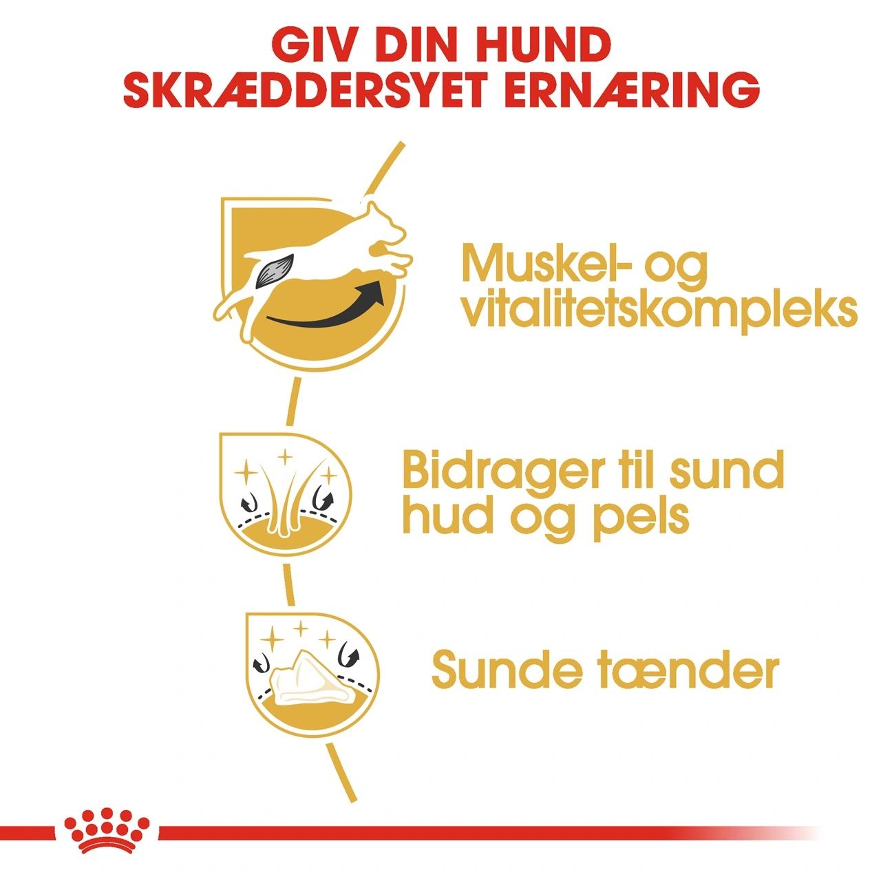 Royal Canin Jack Russell Adult 1,5 kg - tørfoder til voksne hunde